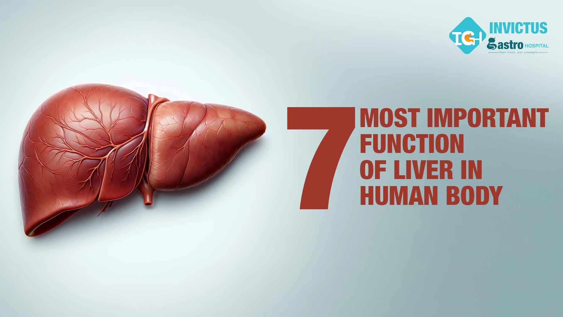 top most Important Function of Liver In Human Body